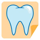 Illustration of a tooth