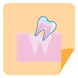 Illustration of a tooth coming in through the gums